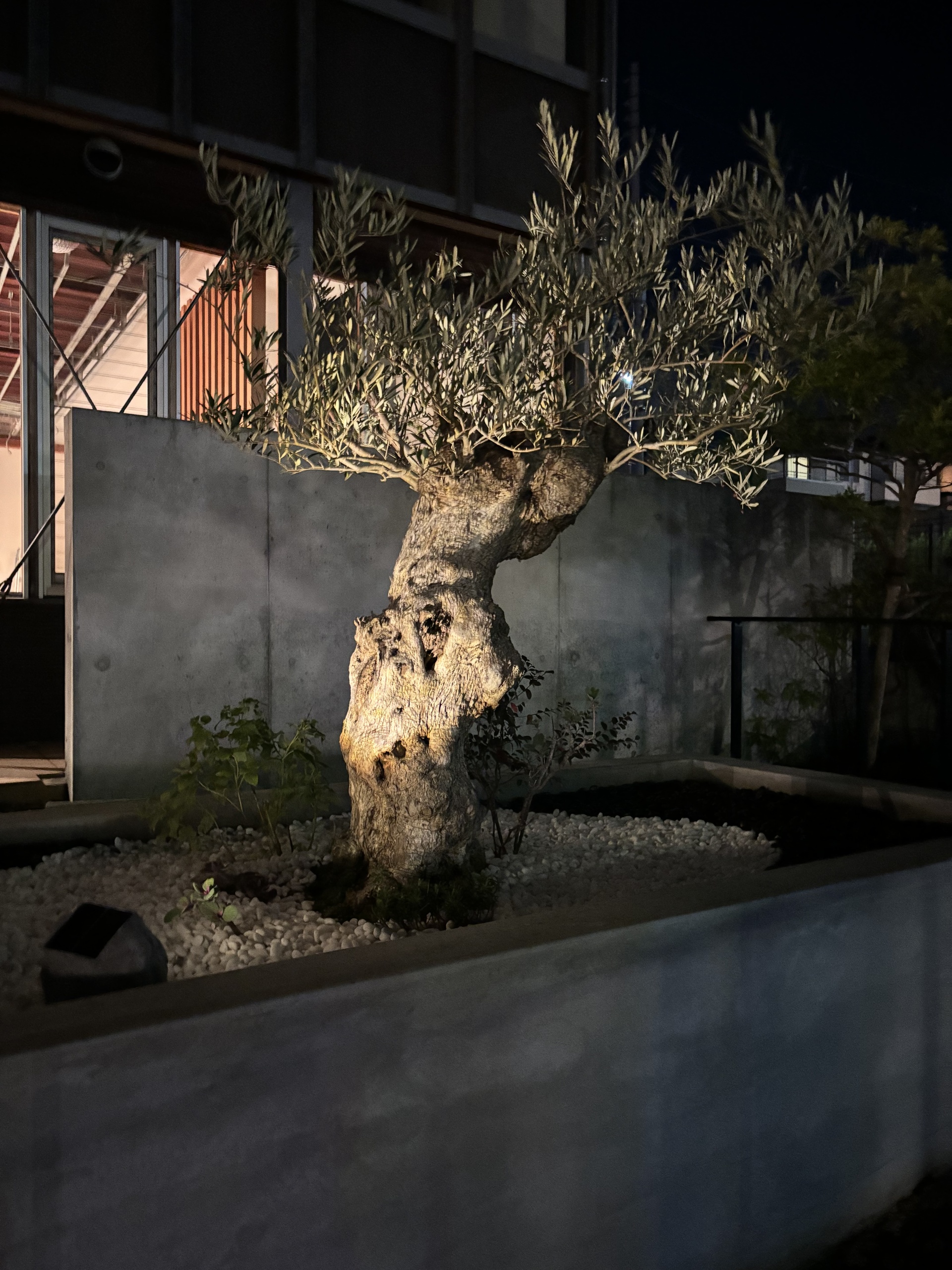 いであのオリーブが移植されました